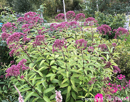 Eutrochium (Eupatorium) maculatum 'Atropurpureum', täpläpunalatvio